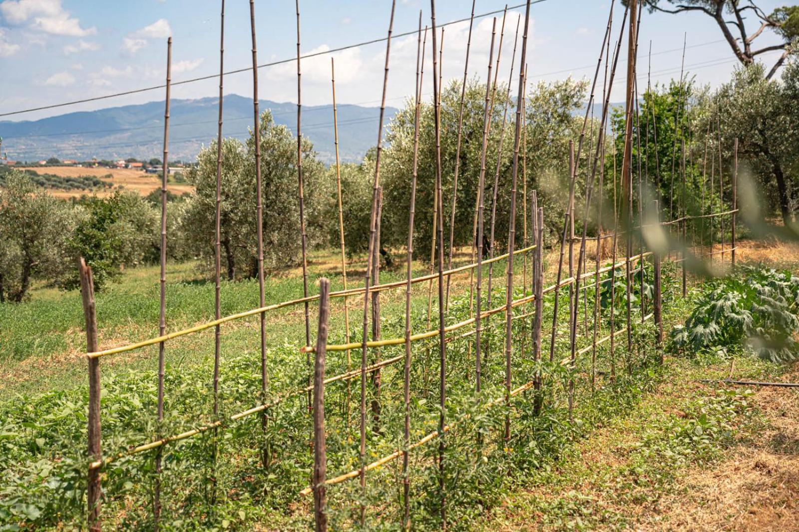 Il Querciolo - Azienda Biologica, Agriturismo E Cantina Marciano della Chiana ภายนอก รูปภาพ