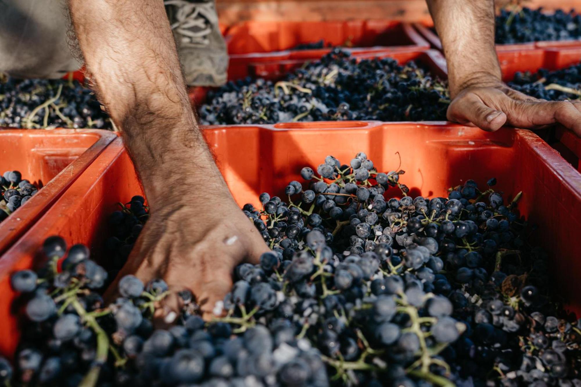 Il Querciolo - Azienda Biologica, Agriturismo E Cantina Marciano della Chiana ภายนอก รูปภาพ