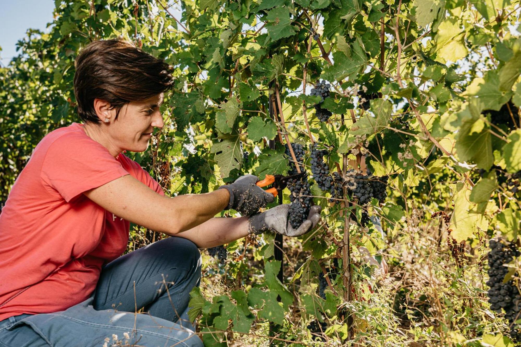 Il Querciolo - Azienda Biologica, Agriturismo E Cantina Marciano della Chiana ภายนอก รูปภาพ