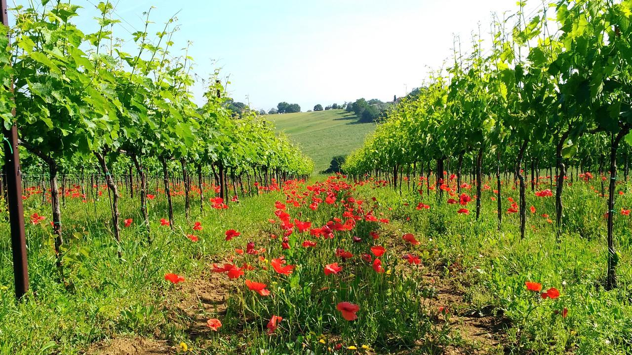 Il Querciolo - Azienda Biologica, Agriturismo E Cantina Marciano della Chiana ภายนอก รูปภาพ